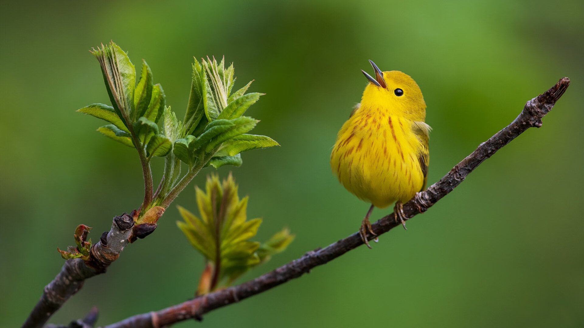 争夺欧战席位:积分榜追逐战逐渐进入白热化阶段,欧战抽签