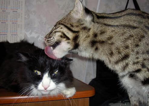 开云网页-切尔西青训系统再次出精彩球员，切尔西青训井喷