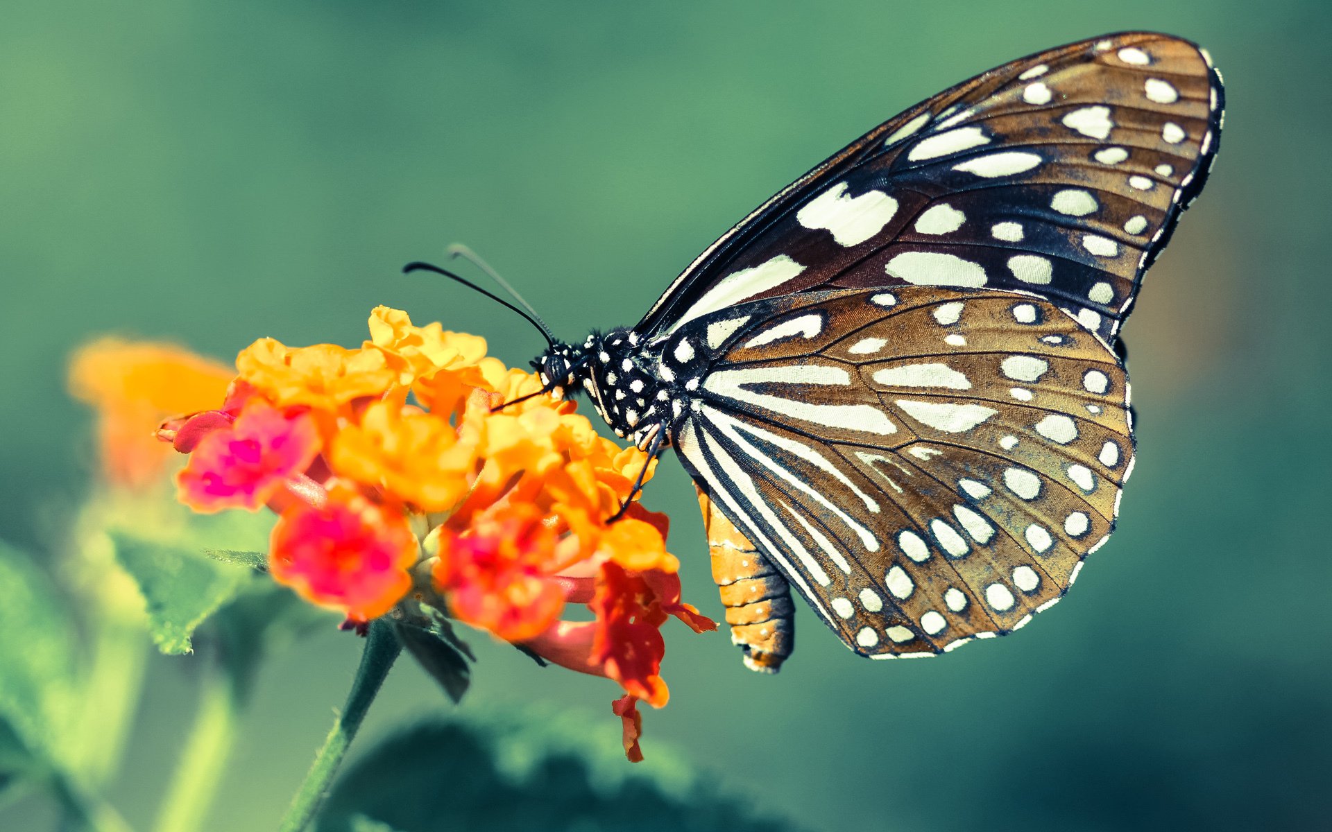 史上最高薪的自由球员交易是谁主导？，自由球员身价是什么