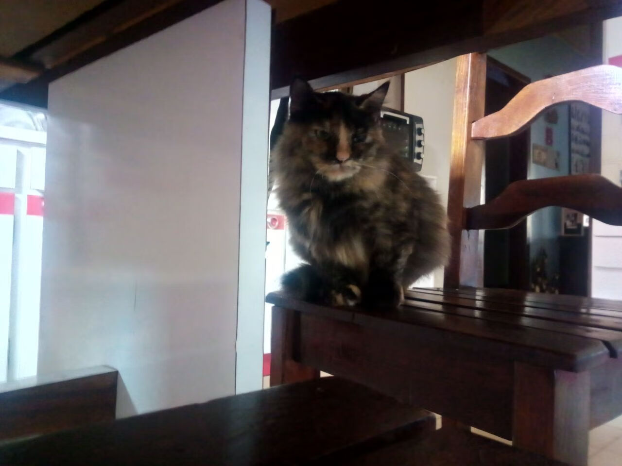 意大利柔道选手在女子比赛中获得铜牌,意大利柔道冠军